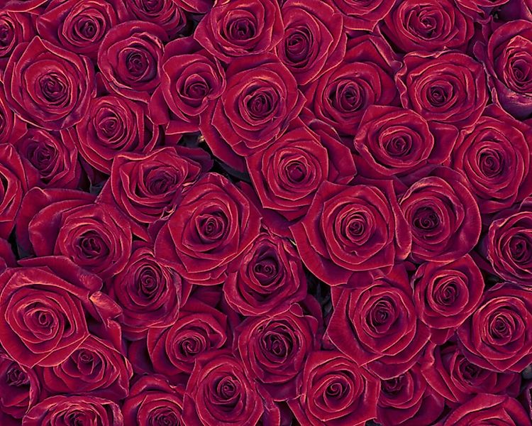 Fototapete "Red Roses" 4,00x2,67 m / Glattvlies Perlmutt günstig online kaufen