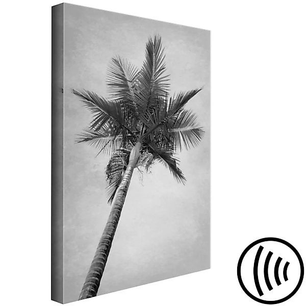 Leinwandbild Unter einer Palme - SW-Fotografie einer hohen Palme vor dem Hi günstig online kaufen