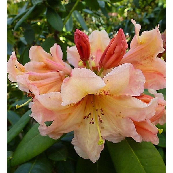 INKARHO - Großblumige Rhododendron Macarena 30-40cm - Alpenrose günstig online kaufen