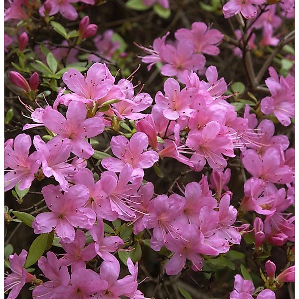 Japanische Azalee Hinomayo 30-40cm - Rhododendron obtusum günstig online kaufen