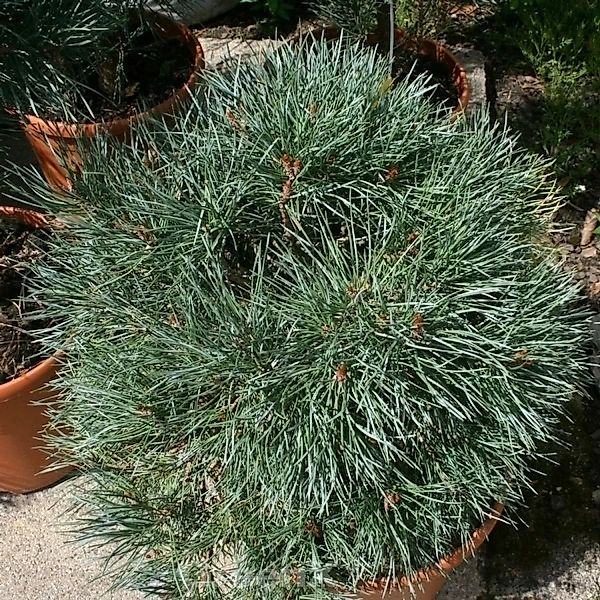 Blaue flache Zwerg Kiefer Chantry Blue 30-40cm - Pinus sylvestris günstig online kaufen