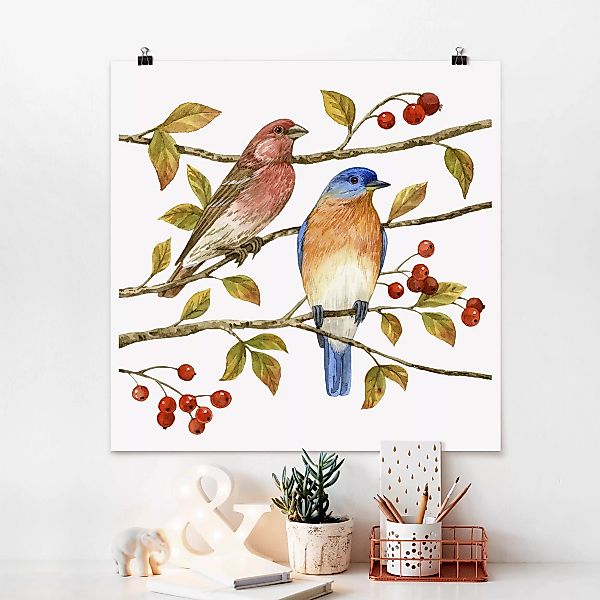 Poster - Quadrat Vögel und Beeren - Hüttensänger günstig online kaufen