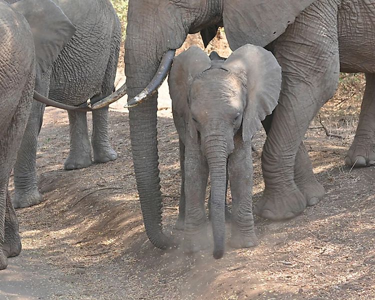 Fototapete "ElephantFamily" 4,00x2,50 m / Glattvlies Brillant günstig online kaufen