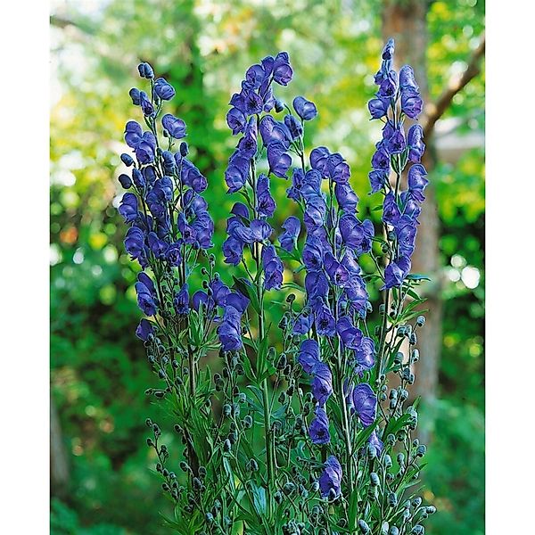 Aconitum Napellus Kleiner Ritter Eisenhut Ca. 11x11 cm Topf günstig online kaufen