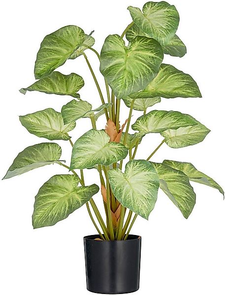 Kunstpflanze Syngonium, Creativ green, Höhe 65 cm, mit schönem Blattwerk günstig online kaufen