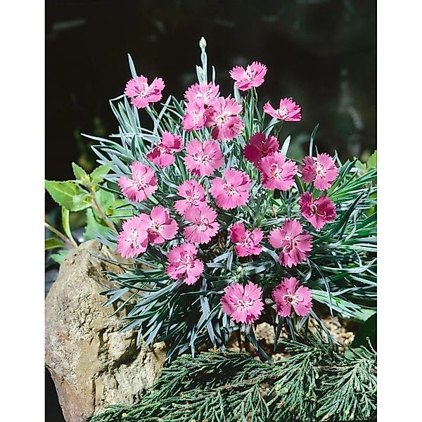 Dianthus Gratianopolitanus Blaureif Pfingstnelke Ca. 9x9 cm Topf günstig online kaufen