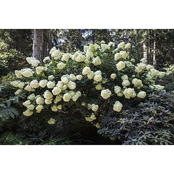 Hydrangea Paniculata Rispenhortensie Phantom 40-60 cm günstig online kaufen