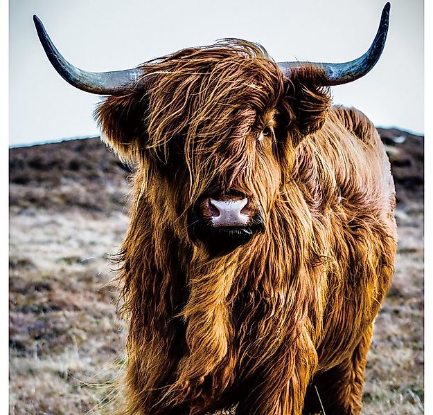 ArtUniverse Bild Hochlandrind 60x60 cm günstig online kaufen