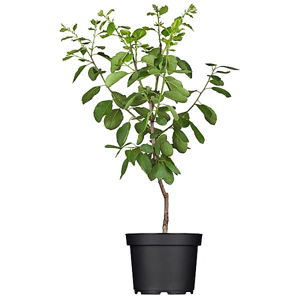 GROW by OBI Bio Reneklode Graf Althans Grüngelb Höhe ca. 50-60 cm Topf ca., günstig online kaufen