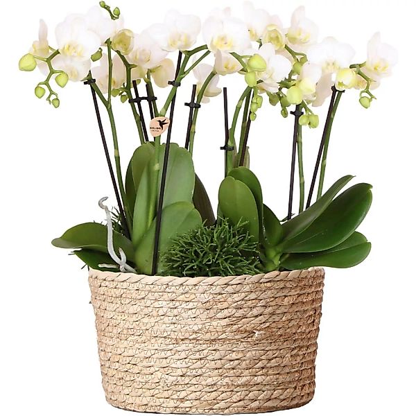 Kolibri Orchids Weißes Pflanzenset inkl. Wassertank Drei Weiße Orchideen Am günstig online kaufen