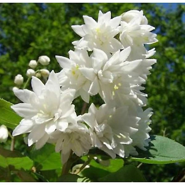 Gefüllter Sternchenstrauch Pride of Rochester 80-100cm - Deutzia scabra günstig online kaufen