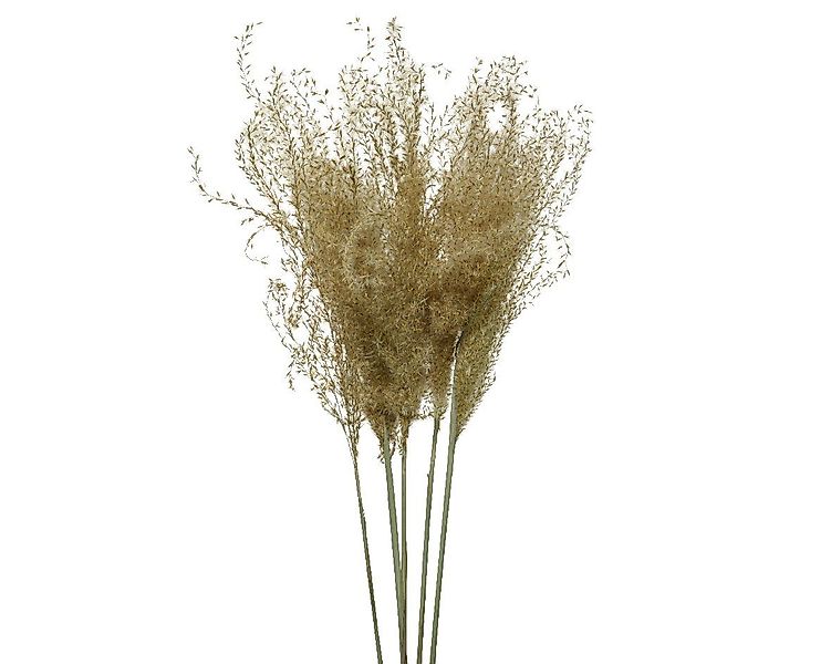 Trockenblume, Decoris season decorations, Trockenblumen Pampasgras günstig online kaufen