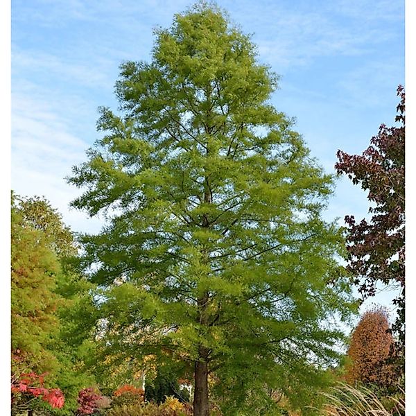 Sumpfzypresse 60-80cm - Taxodium distichum günstig online kaufen