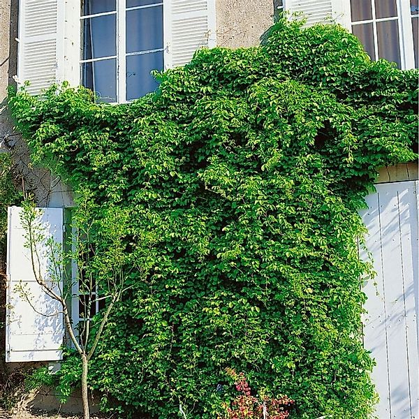 Akebia Quinata Klettergurke 100–150 cm Duftend günstig online kaufen