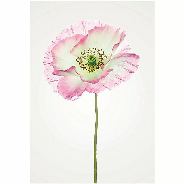 Komar Wandbild Poppy 50 x 70 cm günstig online kaufen