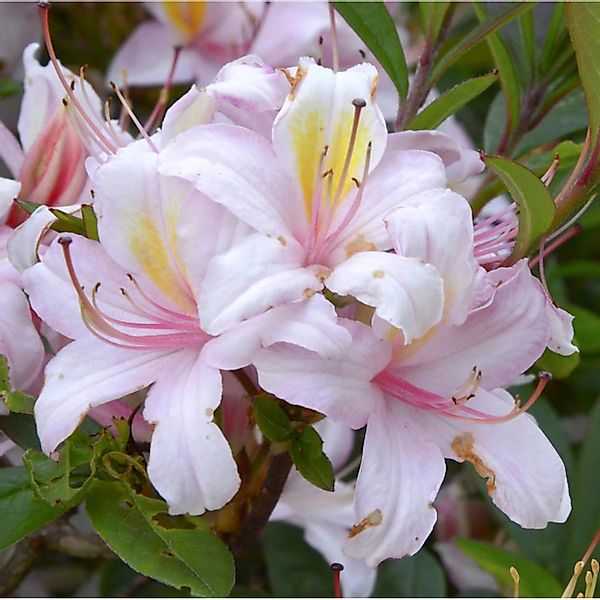 Red Hills Rhododendron 50-60cm - Rhododendron colemanii günstig online kaufen