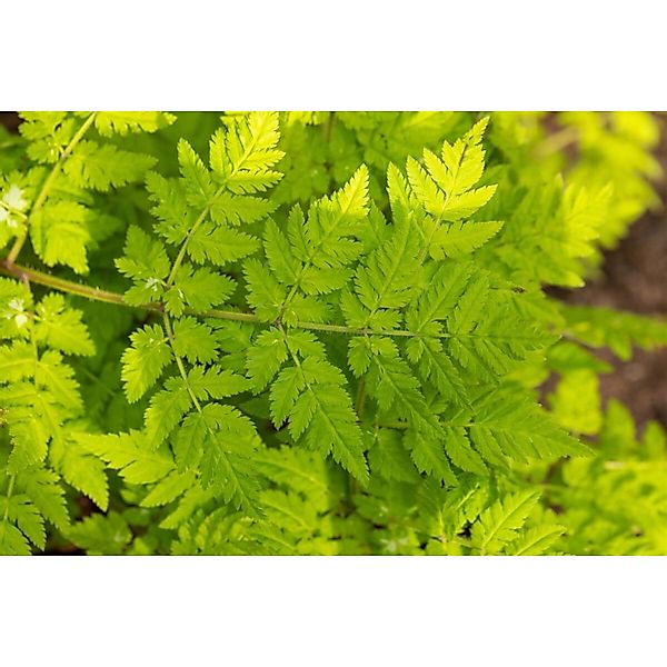 Myrrhis Odorata Süßdolde Ca. 11x11 cm Topf günstig online kaufen