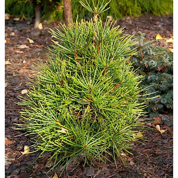 Japanische Schirmtanne Propeller 30-40cm - Sciadopitys verticillata günstig online kaufen