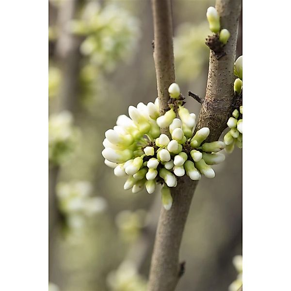 Cercis Chinensis Shirobana Judasbaum Weiß-Rosa Blüten 60–80 cm günstig online kaufen