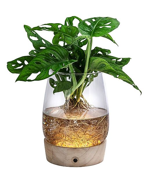Dehner Zimmerpflanze Waterplant Fensterblatt im Glas, Monstera, mit LED, Mo günstig online kaufen