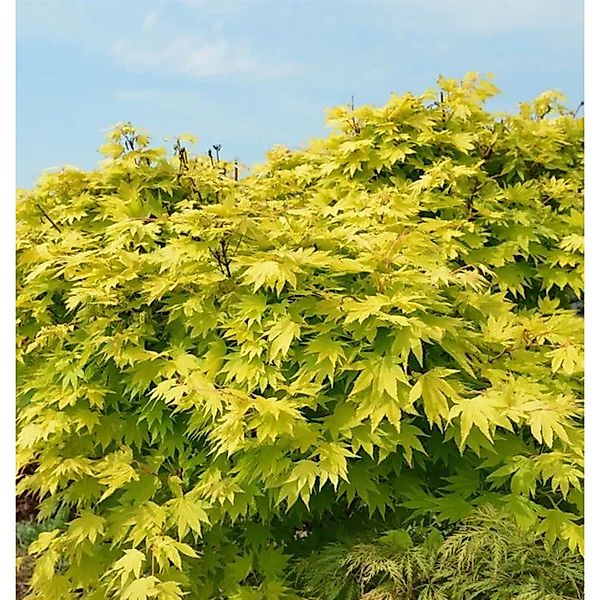 Japanischer Goldahorn Jordan 100-125cm - Acer shirasawanum Jordan günstig online kaufen