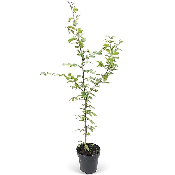 Hainbuche Set à 40 Stück Höhe ca. 125 - 150 cm Topf ca. 5 l Carpinus betulu günstig online kaufen