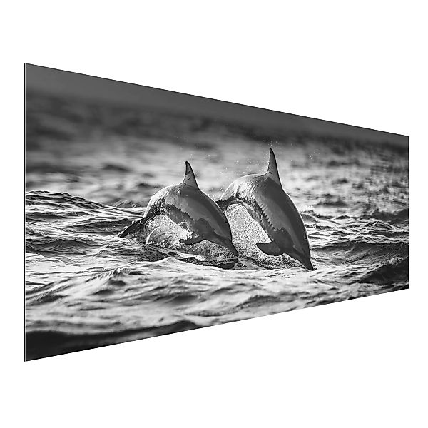 Alu-Dibond Bild Schwarz-Weiß - Panorama Zwei springende Delfine günstig online kaufen