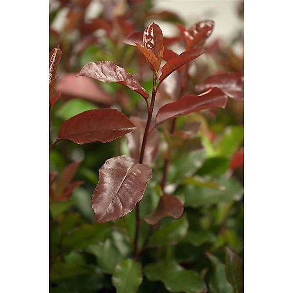 Photinia fraseri 'Camilvy' 80-100 cm günstig online kaufen