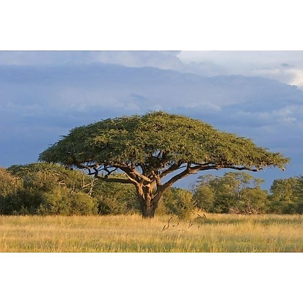Fototapete ACACIA TREE  | MS-5-0097 | Gelb | Digitaldruck auf Vliesträger günstig online kaufen