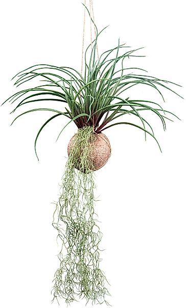 Kunstranke Tillandsia Stricta Sukkulente, Creativ green, günstig online kaufen