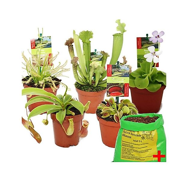 Exotenherz Zimmerpflanze Starter Set Fleischfressende Pflanzen 5 Pflanzen + günstig online kaufen