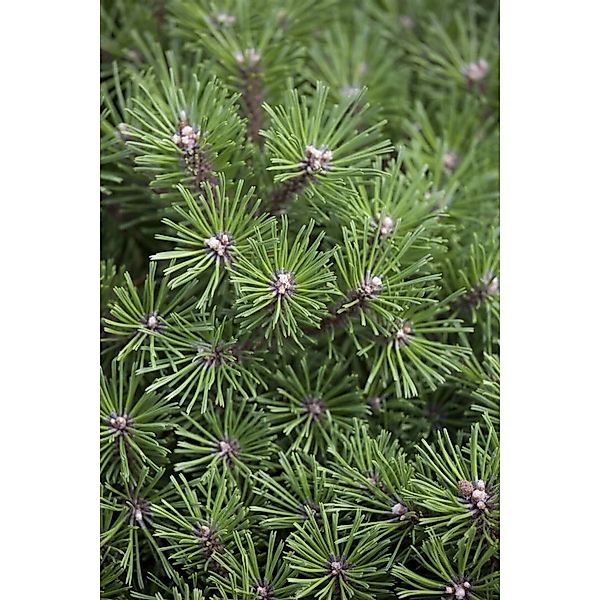 Pinus Mugo Benjamin Bergkiefer Kompakt 25–30 cm günstig online kaufen