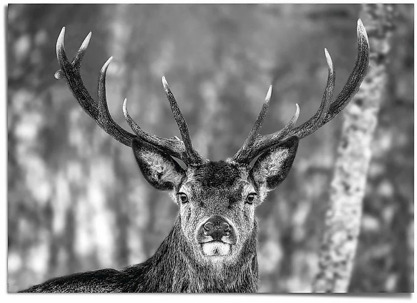 Reinders "Hirsch im Winter" günstig online kaufen