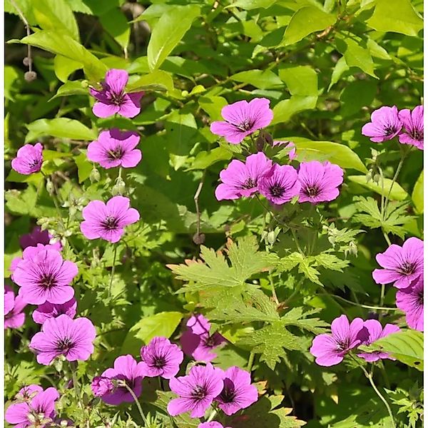Schwarzäugiger Storchschnabel Dragon Heart - Geranium psilostemon günstig online kaufen