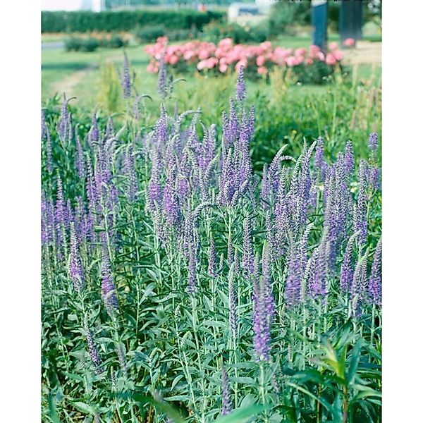 Veronica Longifolia Blau Ehrenpreis Ca. 9x9 cm Topf günstig online kaufen