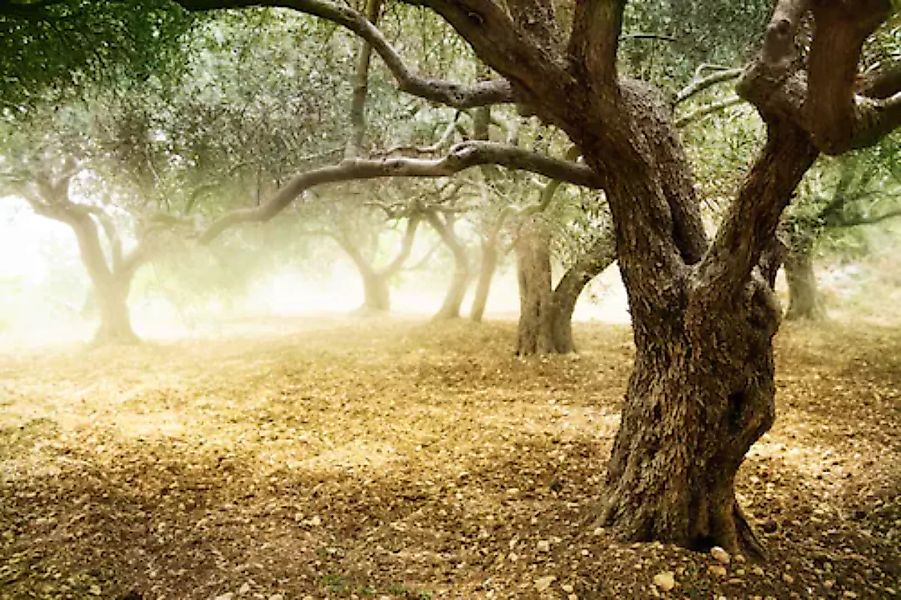 Papermoon Fototapete »Old Olive Trees« günstig online kaufen