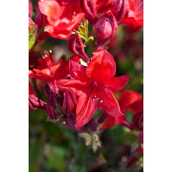 Rhododendron Luteum Royal Command Gelb 120–140 cm günstig online kaufen