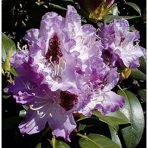 Großblumige Rhododendron Blue Peter 25-30cm - Alpenrose günstig online kaufen