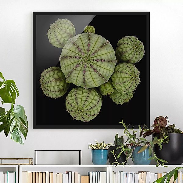 Bild mit Rahmen Blumen - Quadrat Euphorbia - Seeigelwolfsmilch günstig online kaufen