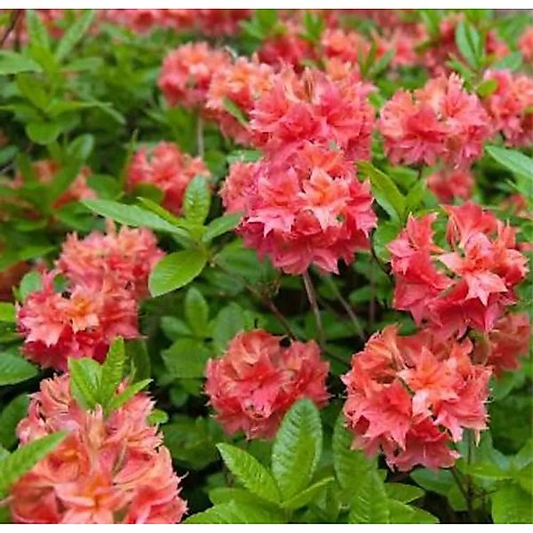 Azalee Barselik 30-40cm - Rhododendron,uteum - Alpenrose günstig online kaufen