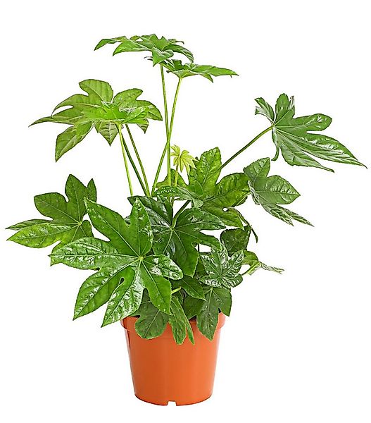 Dehner Zimmerpflanze Zimmeraralie, Fatsia japonica, mit ledrigen, mehrlappi günstig online kaufen