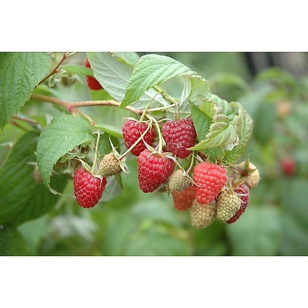 Rubus Idaeus Polka -S- Himbeere Ertragreich 40–60 Cm günstig online kaufen