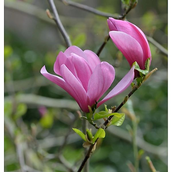 Magnolie Galaxy 100-125cm - Magnolia günstig online kaufen