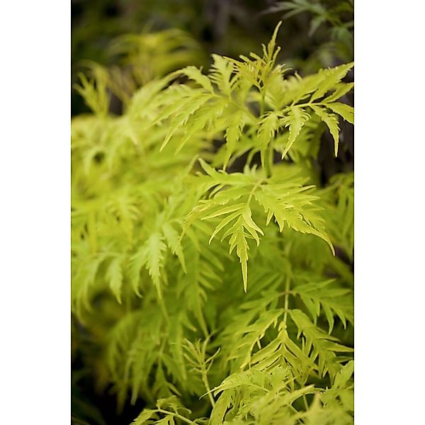 Sambucus Racemosa Golden Lace Roter Holunder Goldlaubig 40–60 cm günstig online kaufen