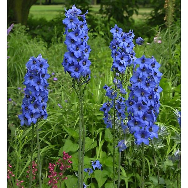 Hohe Rittersporn Fernzünder - Delphinium elatum günstig online kaufen