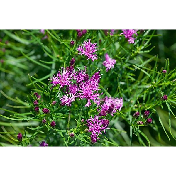Vernonia Crinita Eisenkraut Ca. 9x9 cm Topf günstig online kaufen