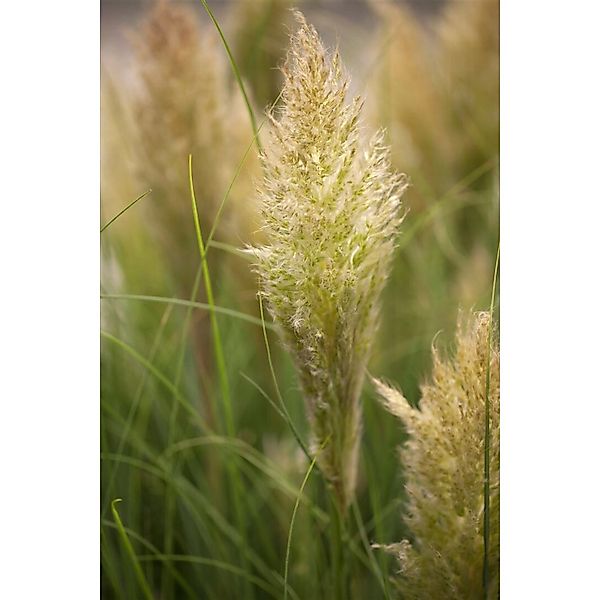 Cortaderia Selloana Liliput Pampasgras Kompakt 3-5 Liter Container günstig online kaufen