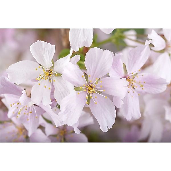 Prunus Kurilensis Brillant Zierkirsche Rosa Blüten 150–175 cm günstig online kaufen