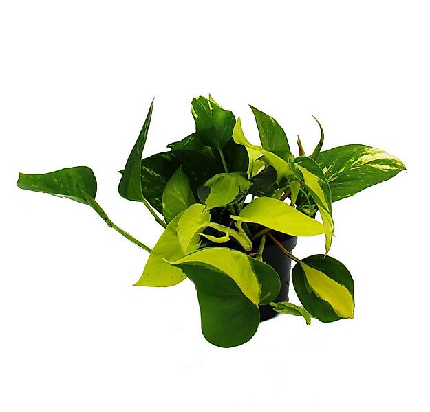 Exotenherz Zimmerpflanze Efeututen-Trio 3 ver. Sorten rankendes Epipremnum günstig online kaufen