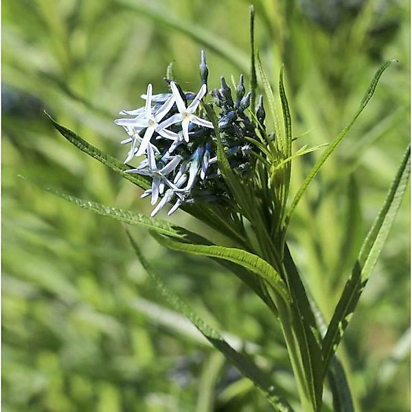 Röhrenstern - Amsonia hubrichtii günstig online kaufen